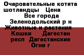 Очаровательные котята шотландцы › Цена ­ 2 000 - Все города, Зеленодольский р-н Животные и растения » Кошки   . Дагестан респ.,Дагестанские Огни г.